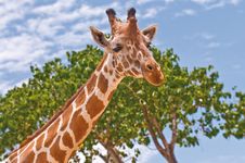 Giraffe Royalty Free Stock Image
