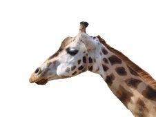 Giraffe On The White Background Royalty Free Stock Images Giraffe On The White Background Royalty Free Stock Images