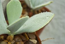 Wet Succulent Leaves Royalty Free Stock Photo Wet Succulent Leaves Royalty Free Stock Photo