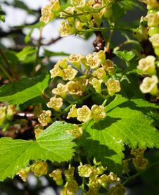 Blossom Of Currant Royalty Free Stock Photos Blossom Of Currant Royalty Free Stock Photos