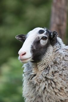 Sheep. Royalty Free Stock Images Sheep. Royalty Free Stock Images