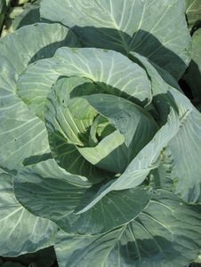 Green Cabbage Head Stock Images Green Cabbage Head Stock Images