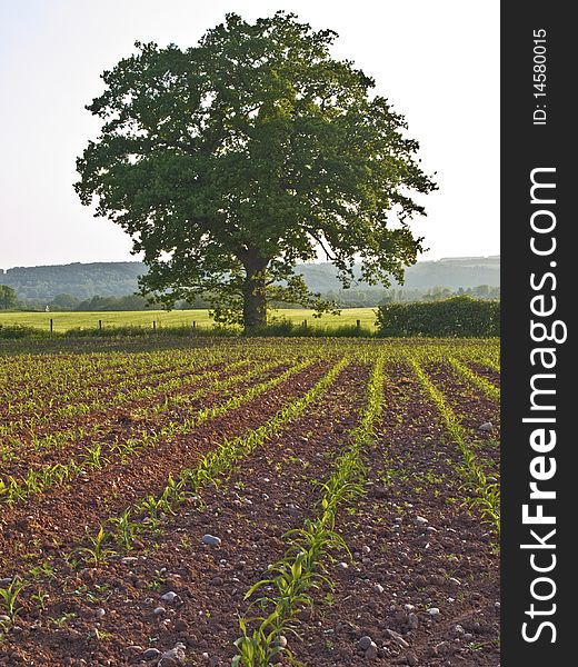 View of staffordshire farm countryside oak tree and sweetcorn. View of staffordshire farm countryside oak tree and sweetcorn