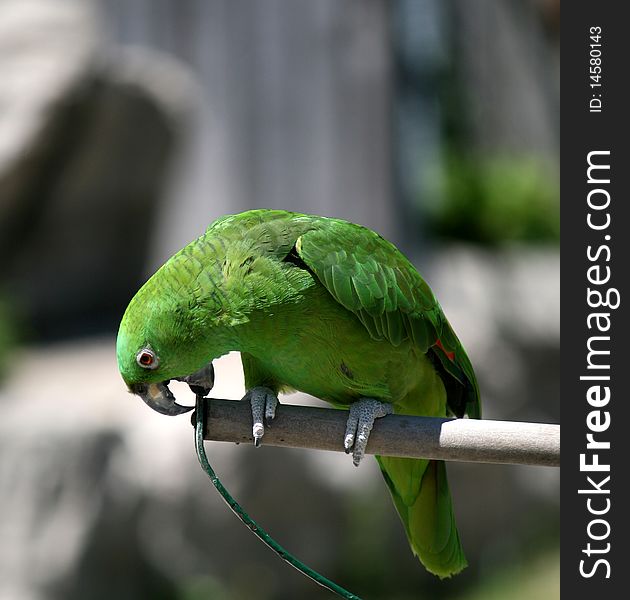 The green parrot sitting on the stick