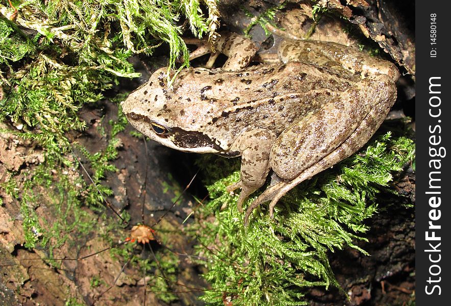 Macro photo of young European Common Frog. Macro photo of young European Common Frog.