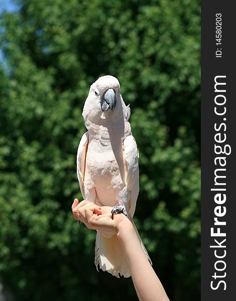 The white parrot sitting on the hand