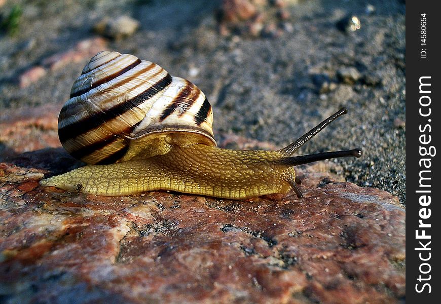 Photo of a small brown striped snails. Photo of a small brown striped snails