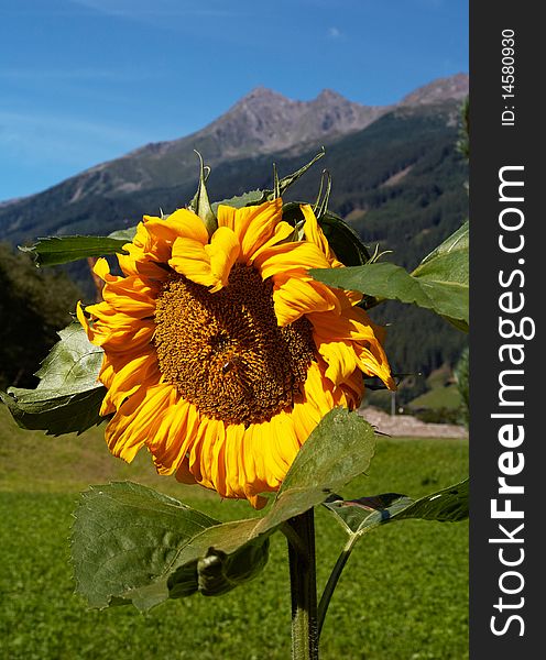 Sunflower in the morning under the Alps