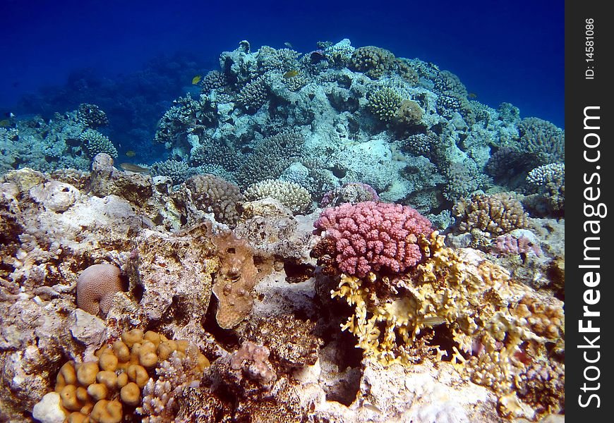 Corall reef and fish in the Red sea, Africa. Corall reef and fish in the Red sea, Africa