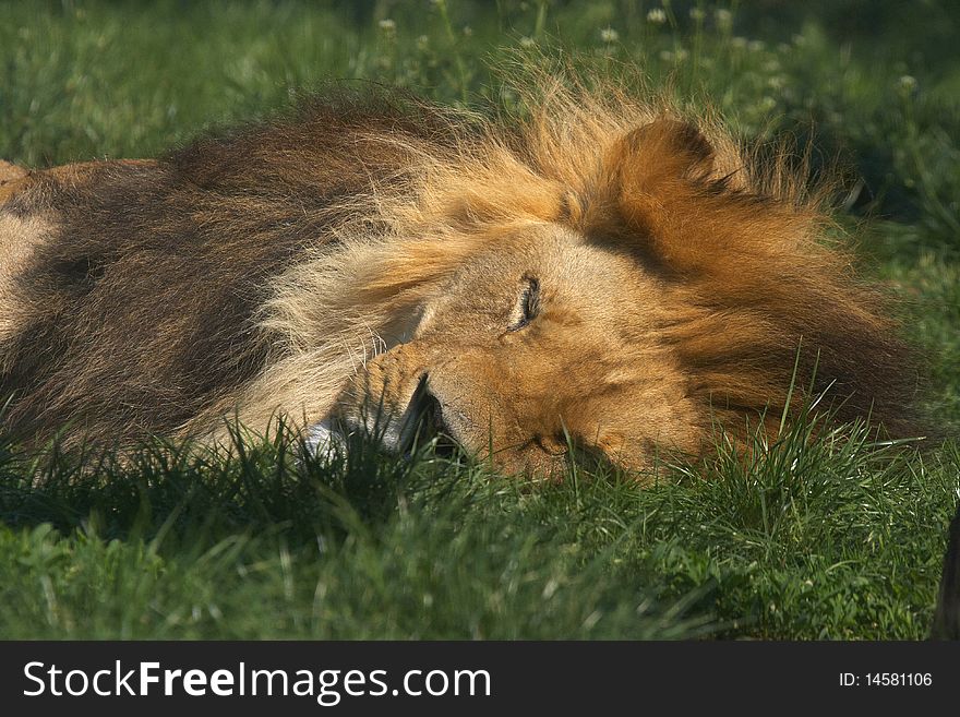 Sleeping lion after the lunch