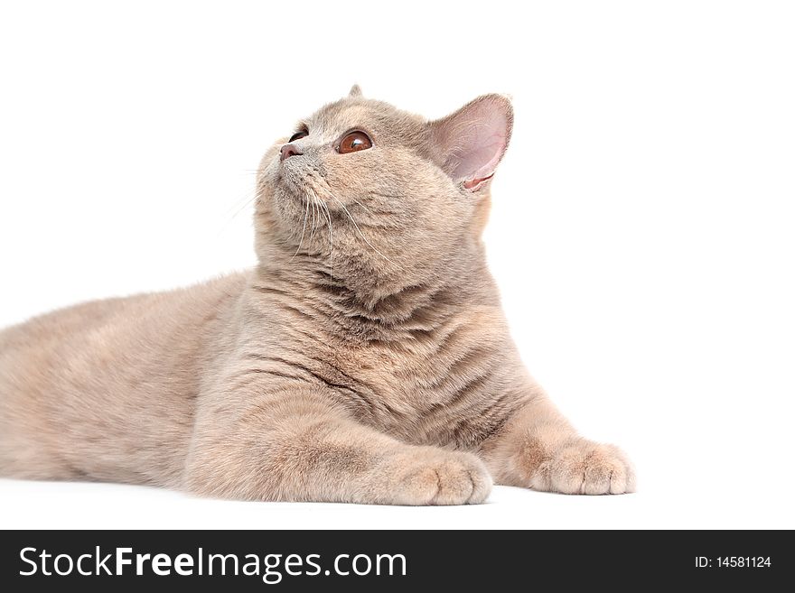 British Cream Shorthair cat , isolated on white background