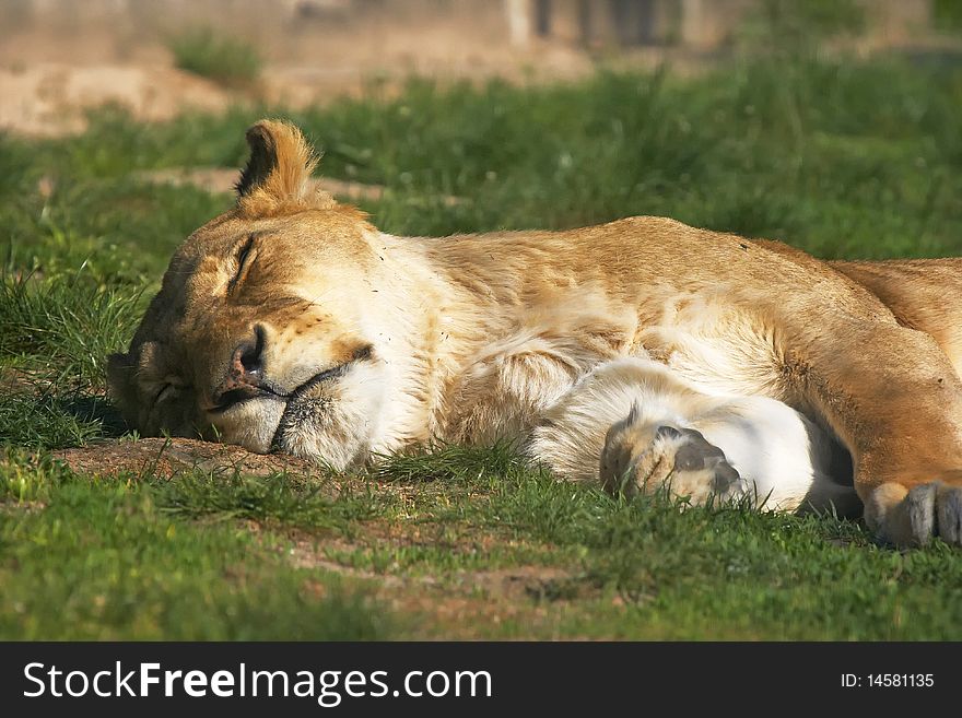 Sleeping lioness after the lunch