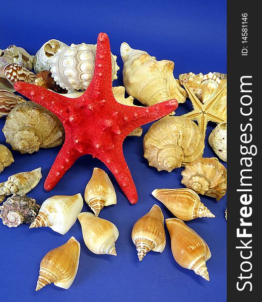 Red fish star and various shells isolated on blue. Red fish star and various shells isolated on blue