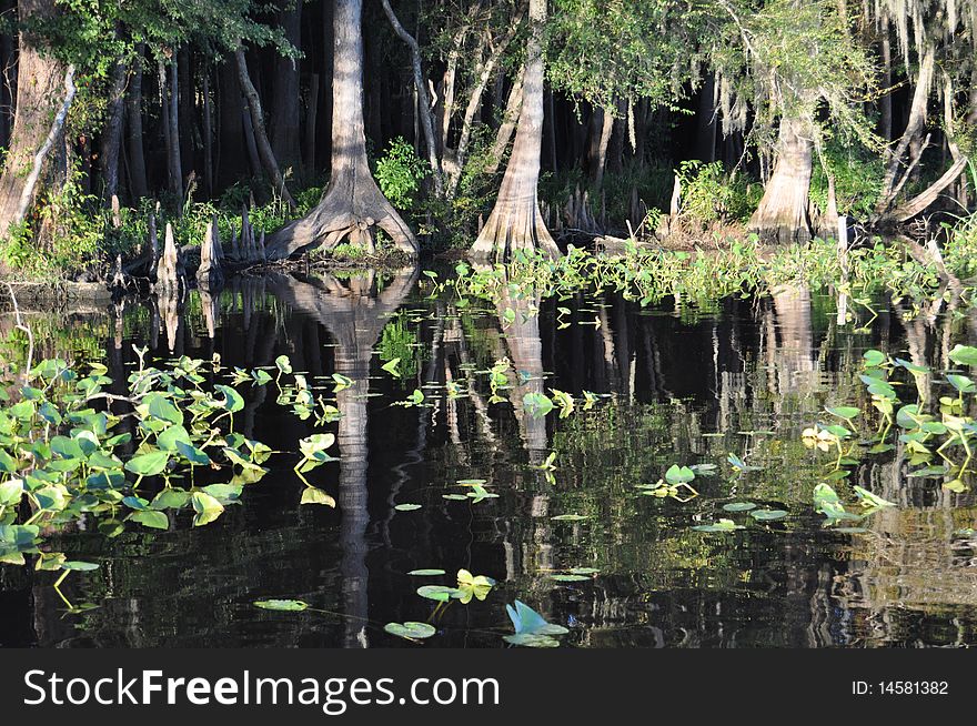 Cypress trees along the Suwanee River in Florida