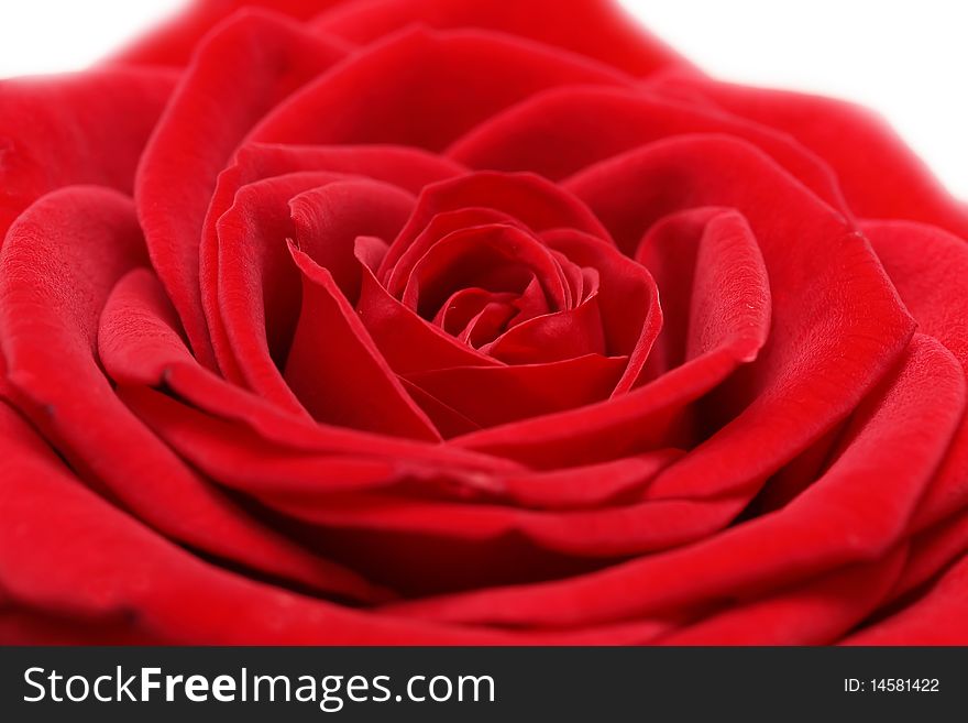 Red rose, close up, isolated on white