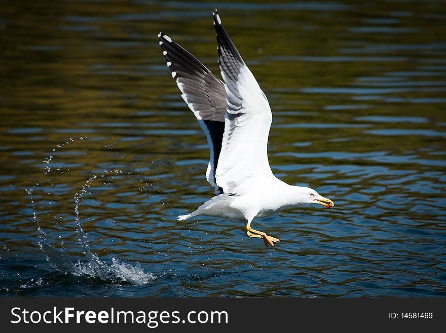 A hunting gull diving for food. A hunting gull diving for food
