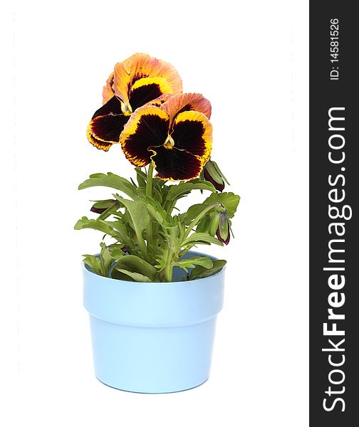 Pansy flower, isolated on white