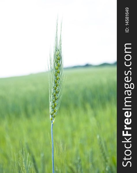 Green ear of wheat in the field