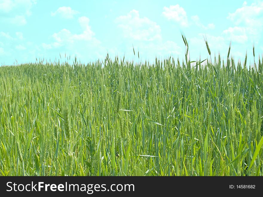 Green wheat field and sky. Green wheat field and sky