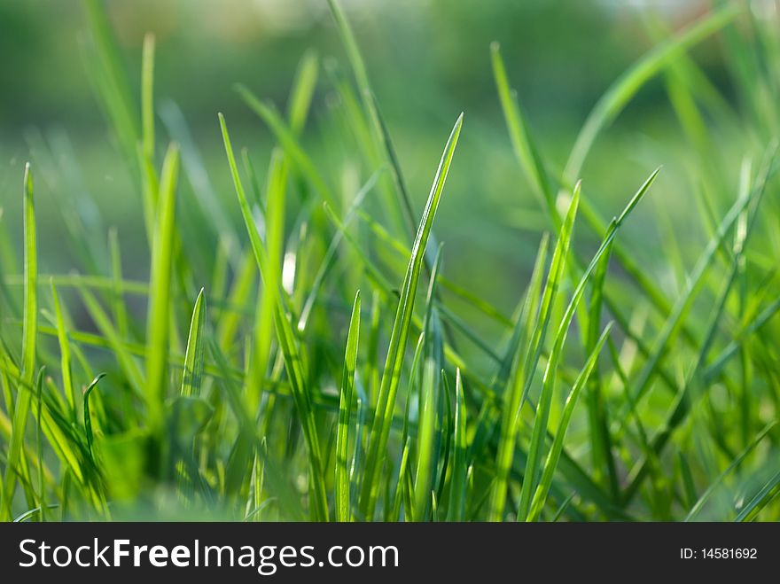 Beautiful bright green grass close-up