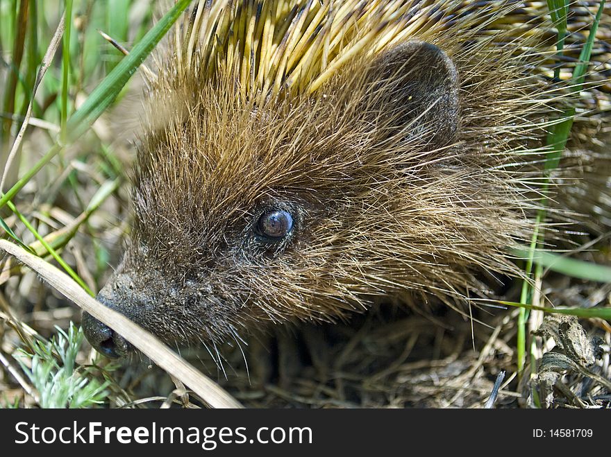 Close up picture of a hedgehog hiding in the grass