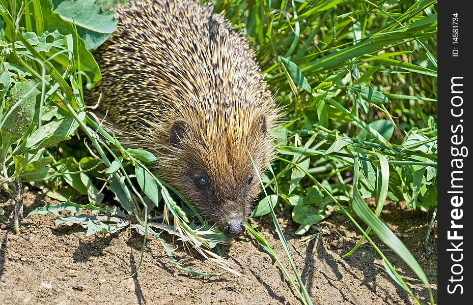 Hedgehog hiding in the grass. Hedgehog hiding in the grass