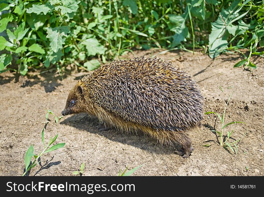 Hedgehog walking into the grass. The focus is on needles. Hedgehog walking into the grass. The focus is on needles