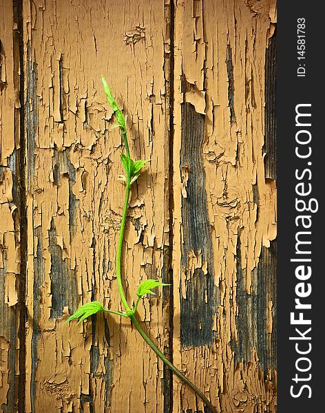 Young sprout climbing on old wood  wall. Young sprout climbing on old wood  wall