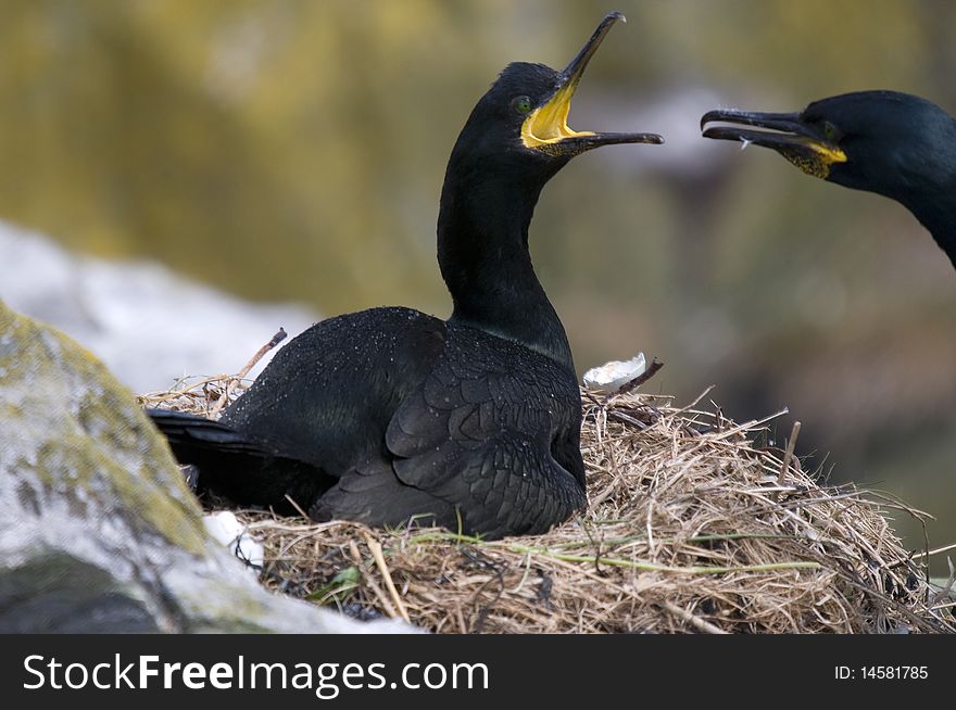 A pair of Cormorants with one incubating eggs in a nest. A pair of Cormorants with one incubating eggs in a nest