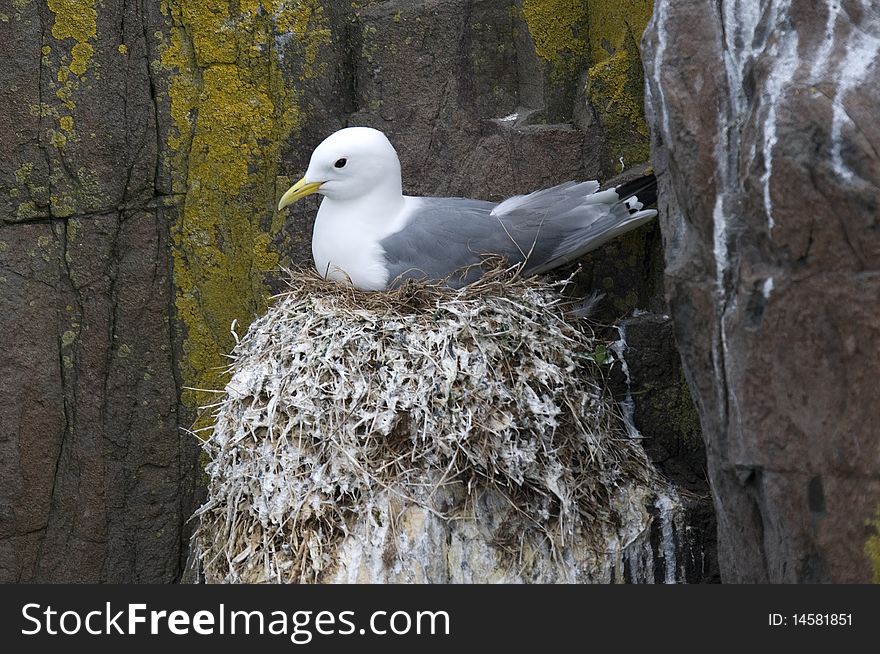 Kittiwake Sitting On Straw Nest