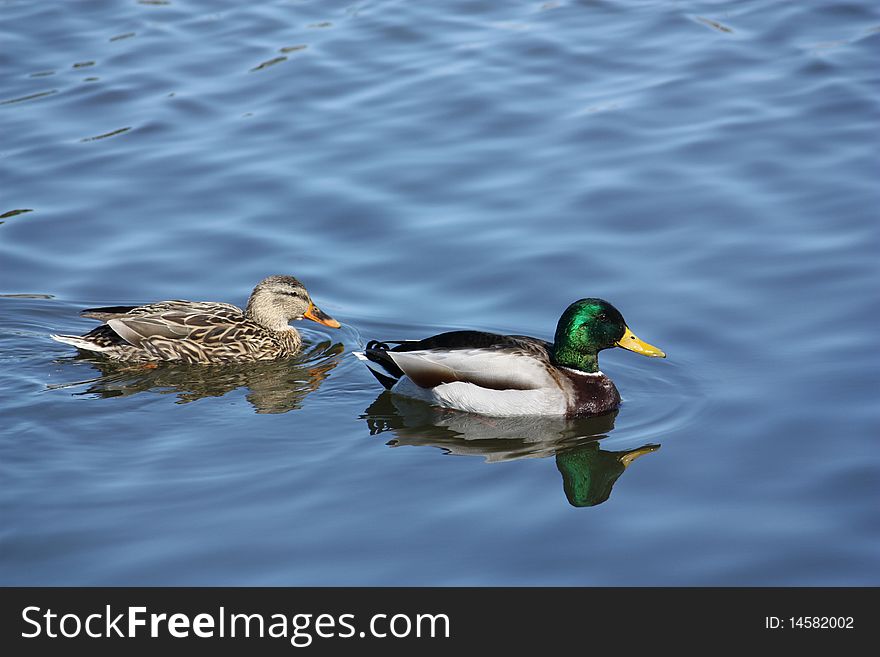 Two ducks swimming in a pond.