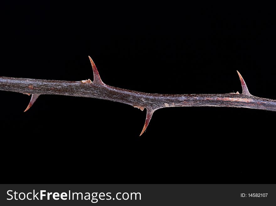 Branch of a plant with thorns on a black background, configuration taking into account text placing.