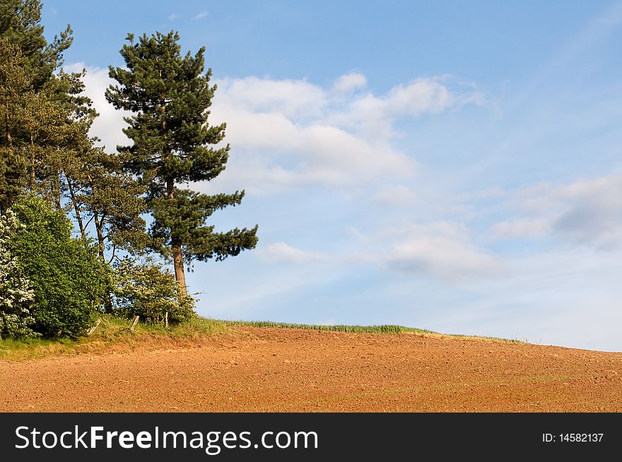 Pine by the field in Shropshire, england