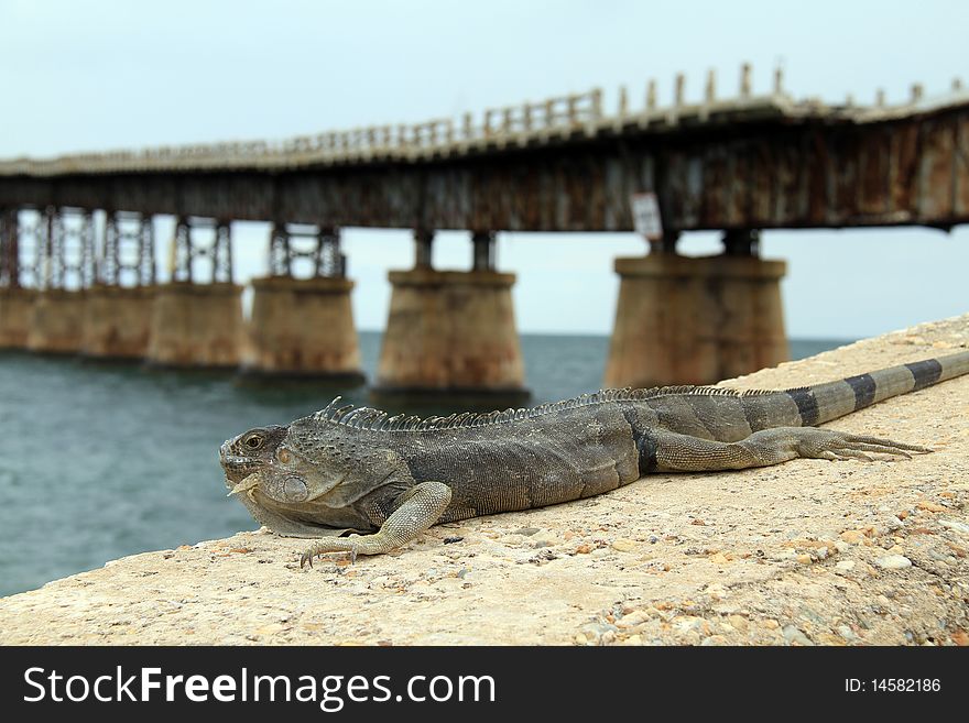 Lizard With Bridge