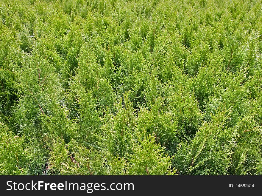 Natural Green thuja bacground made of many thuja plants