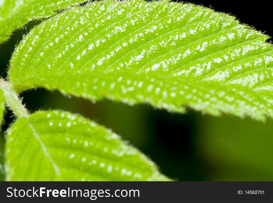 The green leaves with black background. The green leaves with black background