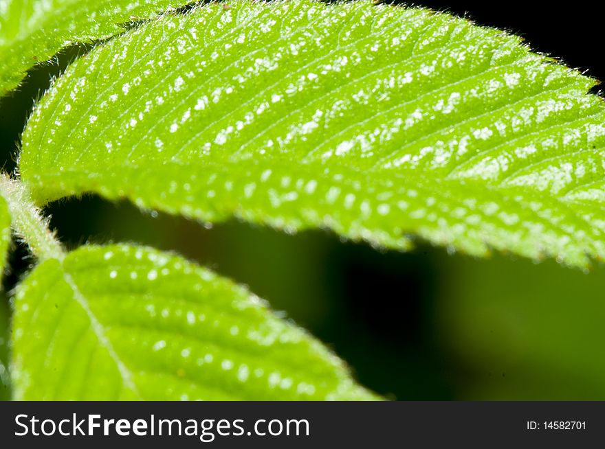 Mock-strawberry Leaf