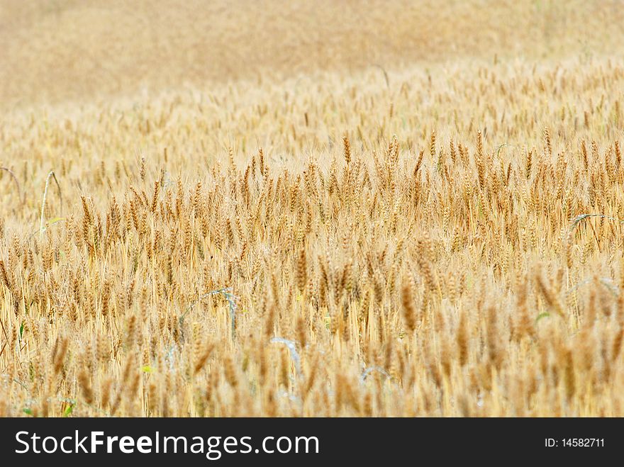 Summer is coming, the wheat turn yellow,. Summer is coming, the wheat turn yellow,