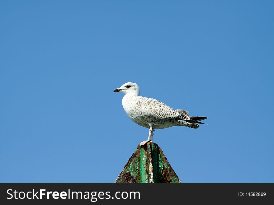 A seagull is looking for food to eat.