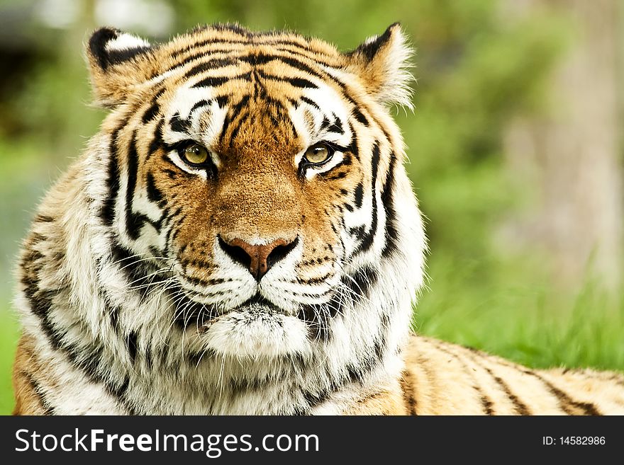 Siberian Tiger (Panthera Tigris Altaica)