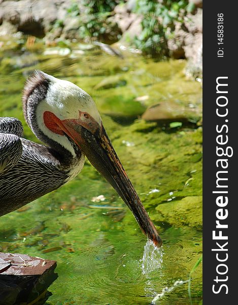Brown pelican, Pelecanus occidentalis, philadelphia zoo