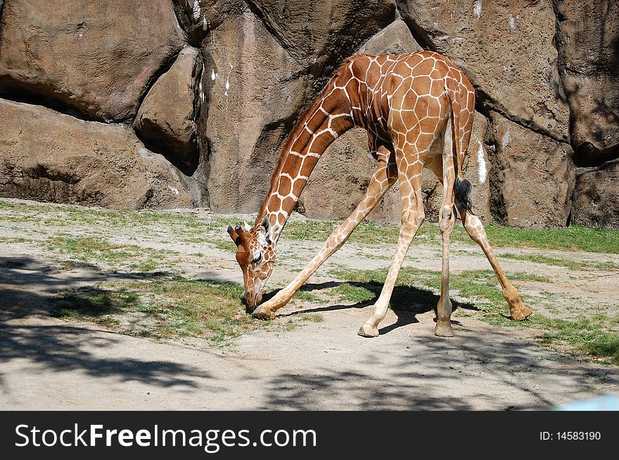 Giraffe, Giraffa camelopardalis, feeding on vegetation at the philadelphia zoo