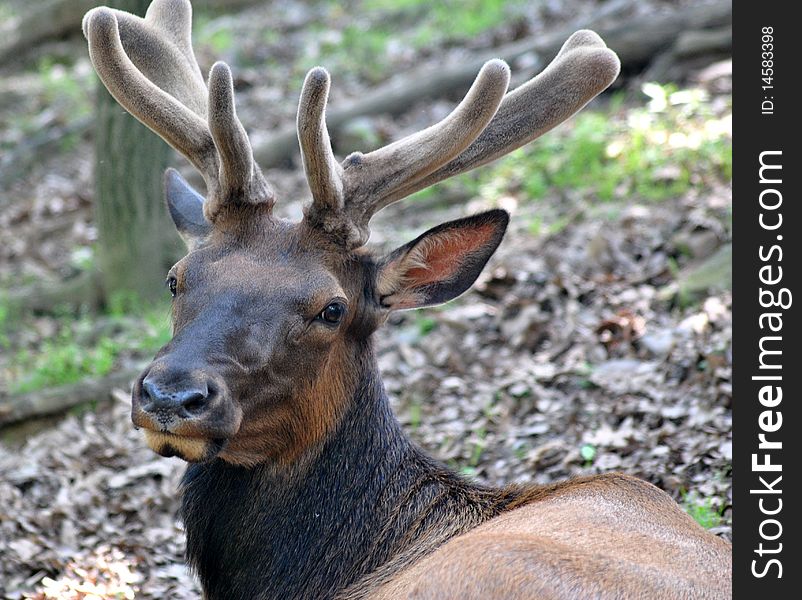 An Elk in velvet laying down in the forrest.