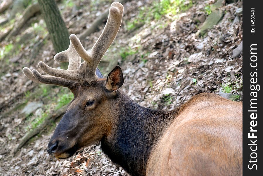 An Elk in velvet laying down in the forrest.