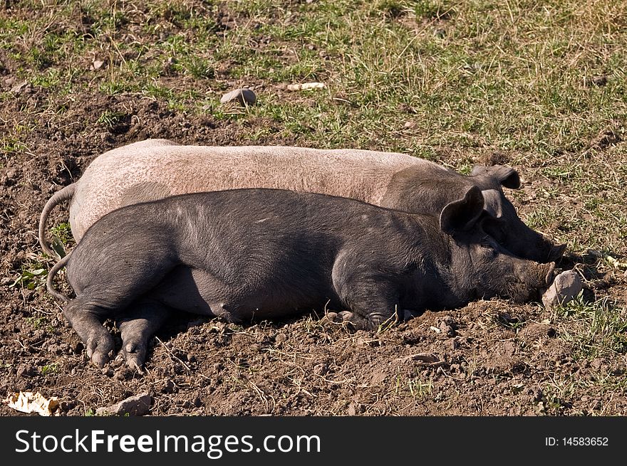 A pair of pigs, one black and one white, sleeping back to back in a field. A pair of pigs, one black and one white, sleeping back to back in a field