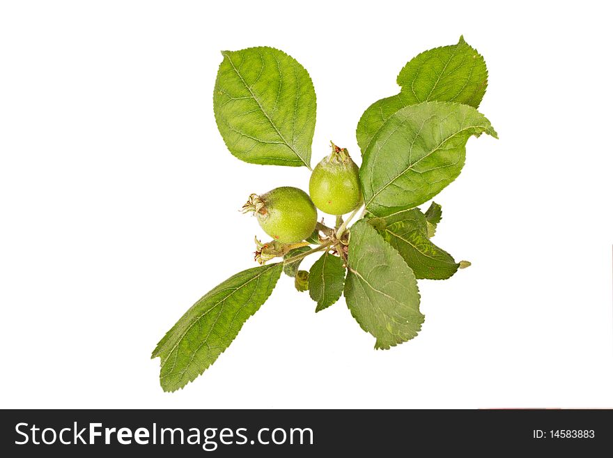Baby green apples with leaves isolated on white