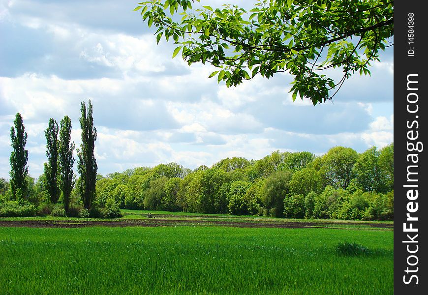 A green spring field between the forest