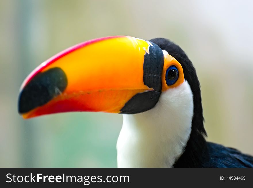 Close-up image of toucan (Ramphastidae)