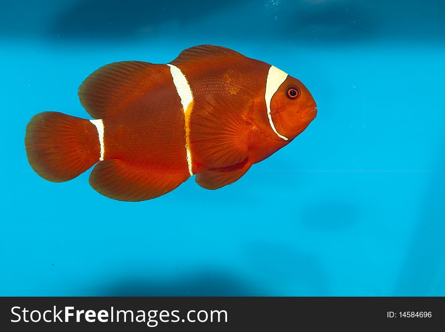 Maroon or Spine Cheeked Clownfish (Premnas biaculeatus) in Aquarium