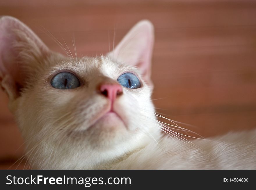 A photography of a cat with blue eyes. A photography of a cat with blue eyes